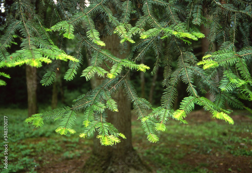 Εκτύπωση καμβά Hemlock Tree - New Growth Time --Spring has initiated the new growth on this Hemlock tree