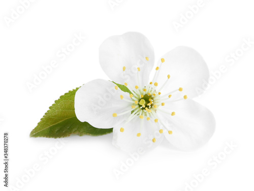 Beautiful tree blossom isolated on white. Spring season