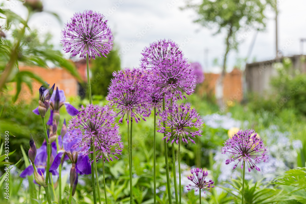 Fototapeta premium Spherical shaped, statuesque purple allium flower blooms ornamental onion