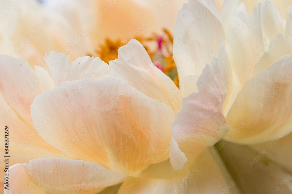 pink peony petals macro pink peony petals macro