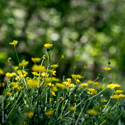 buttercups in spring