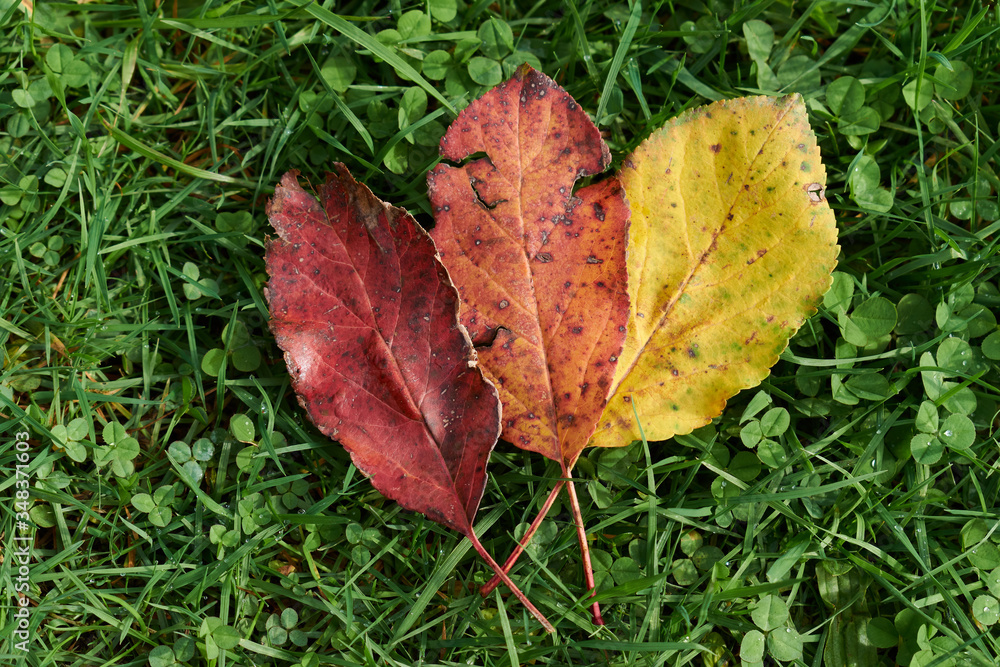 Autumn leaves on the sun. Fall blurred background Autumn leaves on the sun. Fall blurred background