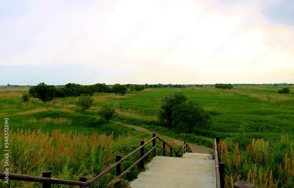 Obraz premium 緑の渡良瀬 階段 道 風景 杤木