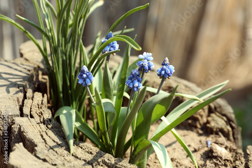 Beautiful muscari flowers growing in stump outdoors on sunny spring day