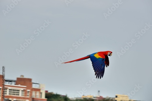 The colorful parrot (Ara ararauna) is on the seashore in Taiwan. © chienmuhou