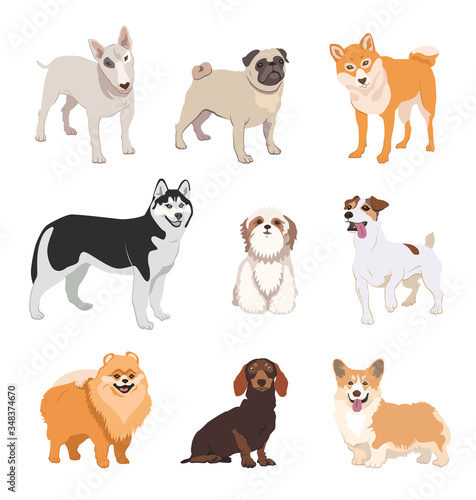 Cartoon dog breeds flat icon collection. Happy pet vector illustration set. Corgi, Basenji, Dachshund, malamute, Samoyed. Mammals and animals concept.