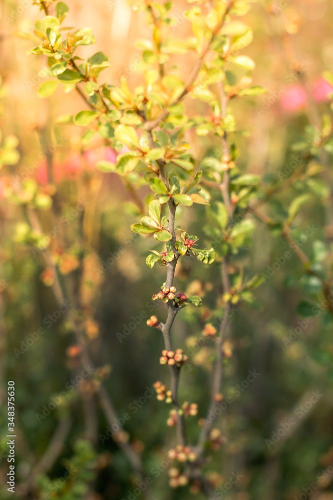 Almond flowers in garden. Spring blossom background. Beautiful nature scene with blooming tree and sun flare. Spring flowers. Almond flowers in garden. Spring blossom background. Beautiful nature scene with blooming tree and sun flare. Spring flowers.