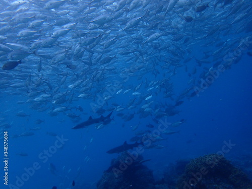ギンガメアジの群れの中を泳ぎ回るサメ