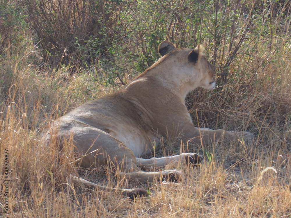 A lion resting in the plains of Masai Mara National Reserve during a wildlife safari, Kenya A lion resting in the plains of Masai Mara National Reserve during a wildlife safari, Kenya