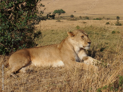 A lion resting in the plains of Masai Mara National Reserve during a wildlife safari, Kenya