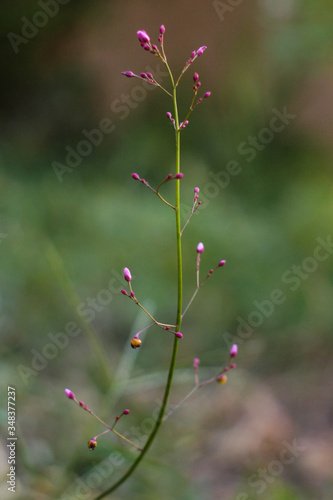 Tiny pink flowers. This photograph was taken in Limeira, São Paulo, Brazil. April, 2020. 