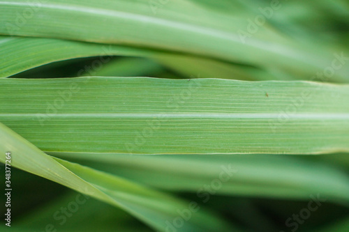 Citronella leaf. This photograph was taken in Limeira, São Paulo, Brazil. April, 2020.