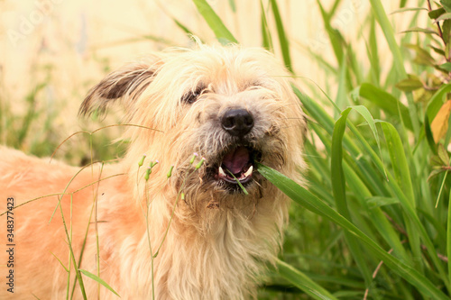 Furry dog chewing grass. This photograph was taken in Limeira, São Paulo, Brazil. May, 2020. 