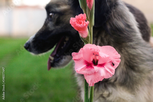 Pink flower in front and dog behind. This photograph was taken in Limeira, São Paulo, Brasil. April, 2020