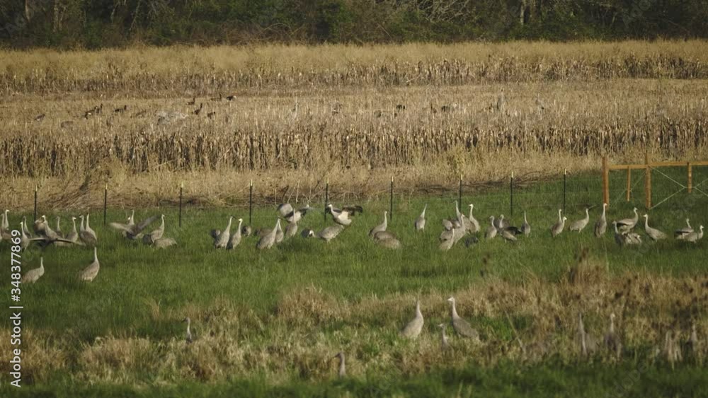 Sandhill Crane birds in farm grass field corn country dancing courtship wildlife flying slow motion Sandhill Crane birds in farm grass field corn country dancing courtship wildlife flying slow motion