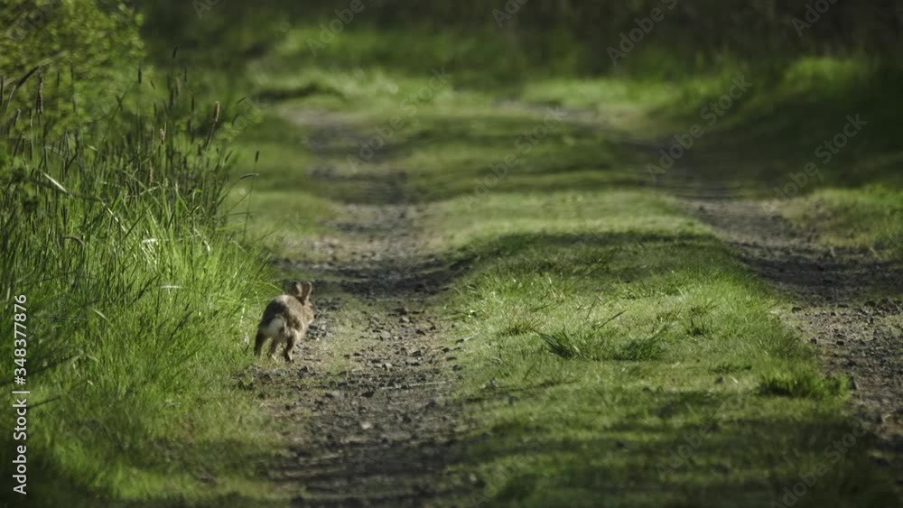 Cute brown rabbit bunny in grass running way hopping ant stopping to look slow motion spring Cute brown rabbit bunny in grass running way hopping ant stopping to look slow motion spring