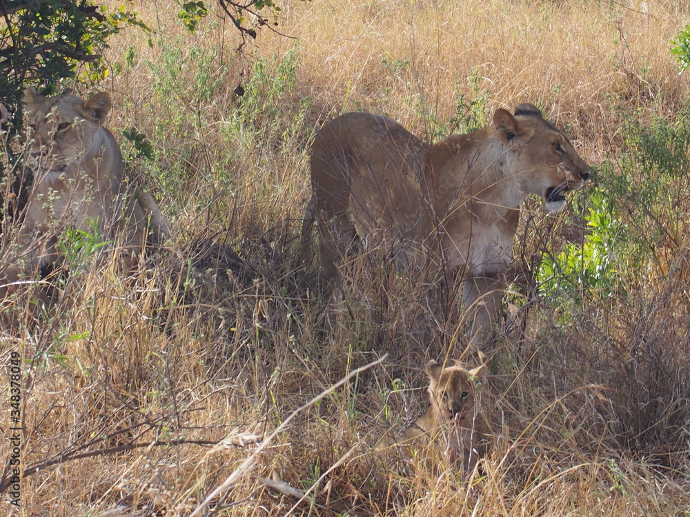 Lions resting in the plains of Masai Mara National Reserve during a wildlife safari, Kenya