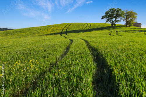 Green wheat hillside field  in Tuscany  Italy