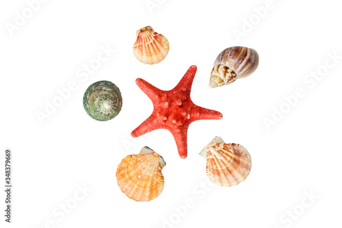 Seashells collection isolated on a white background. Starfish