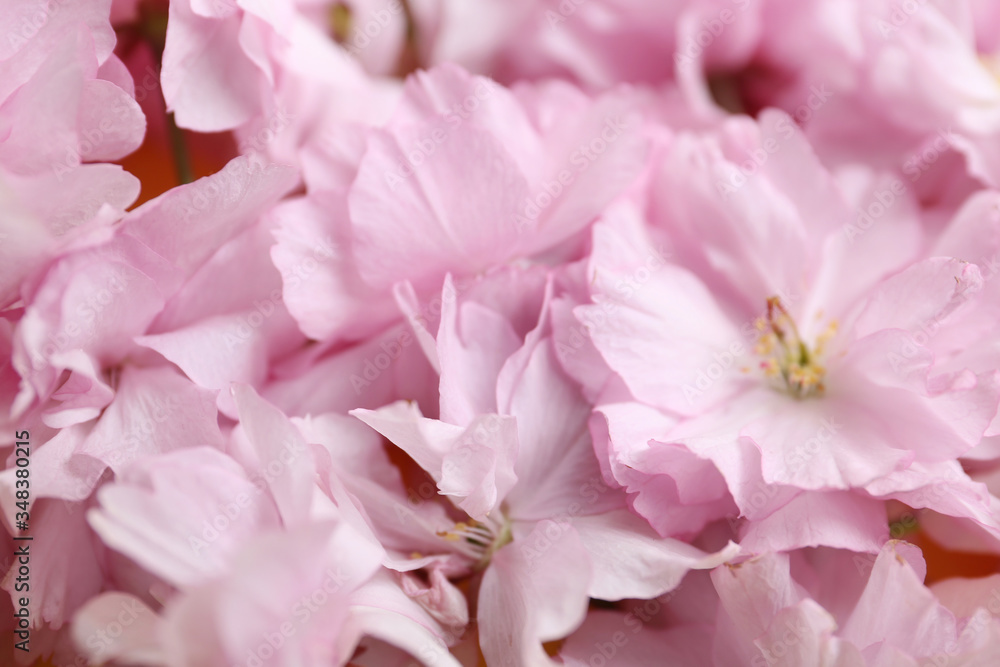 Beautiful sakura blossom as background, closeup. Japanese cherry Beautiful sakura blossom as background, closeup. Japanese cherry