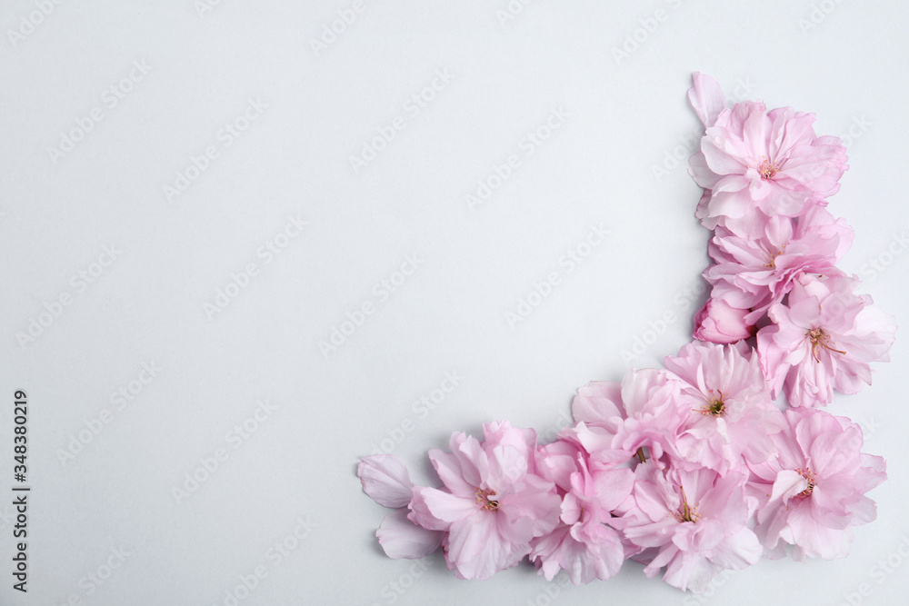 Beautiful sakura blossom on light background, space for text. Japanese cherry Beautiful sakura blossom on light background, space for text. Japanese cherry