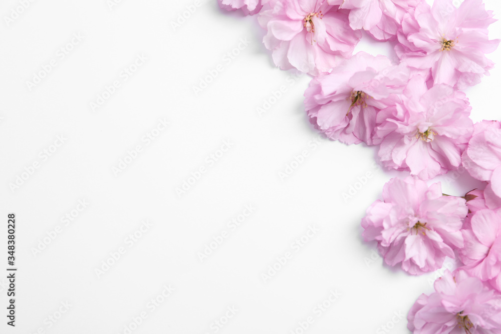 Beautiful sakura blossom on white background, space for text. Japanese cherry Beautiful sakura blossom on white background, space for text. Japanese cherry