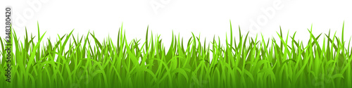 Green grass on white background, spring lawn. Panoramic view, vector illustration.