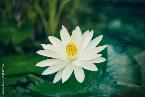 White water lily with yellow pollen on surface of the pond. Close up of beautiful lotus flower. Flower background. Spa concept. © Olga