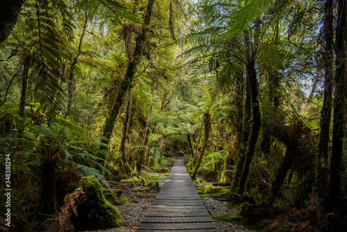 path in the fern rain forrest