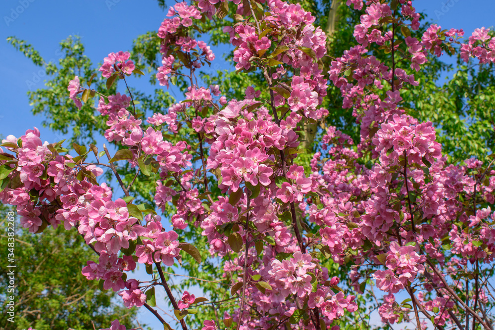 Wild apple tree with pink-red flowers. Blue sky background. Concept of spring flowering, aroma. Wild apple tree with pink-red flowers. Blue sky background. Concept of spring flowering, aroma.
