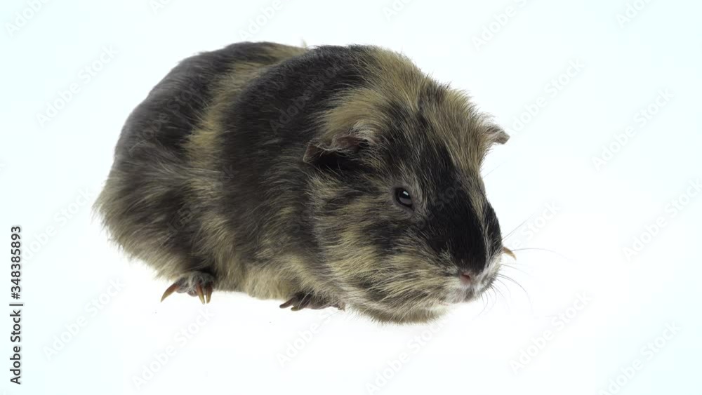 Short-haired guinea pig on a white background in studio. Close up Short-haired guinea pig on a white background in studio. Close up