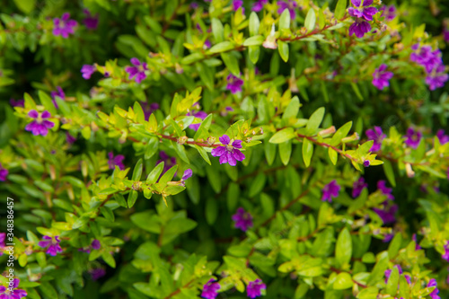 full frame shoot of mexican heather leaves. nature background