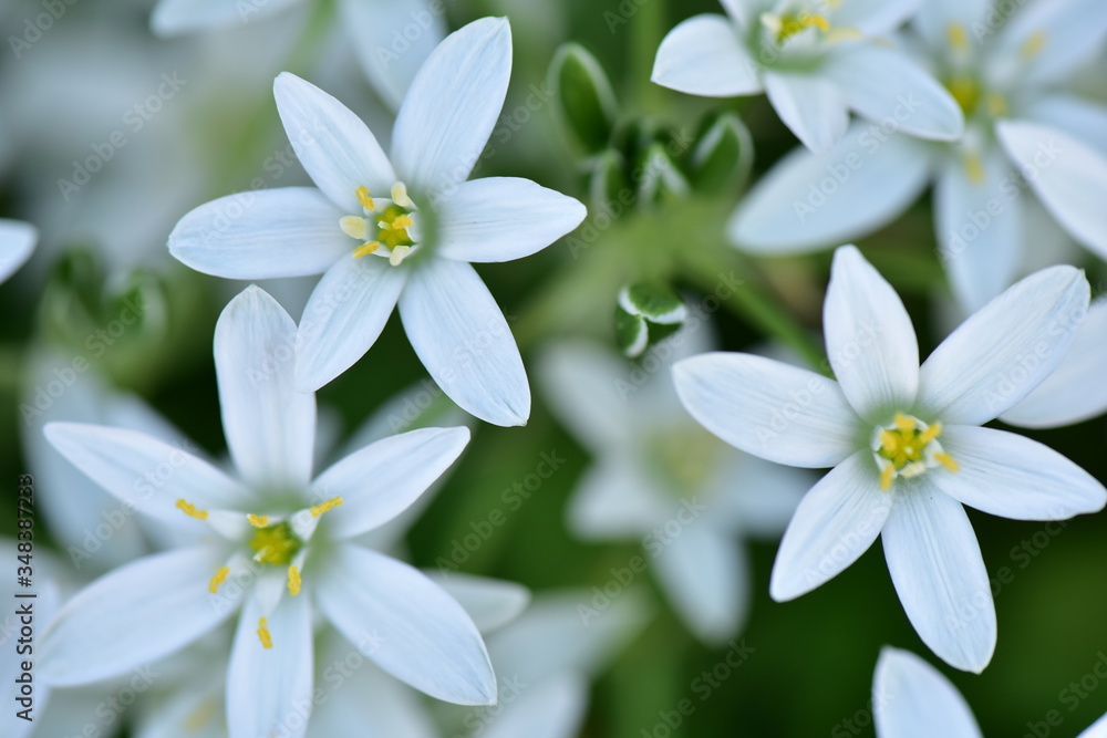 オーニソガラムの花