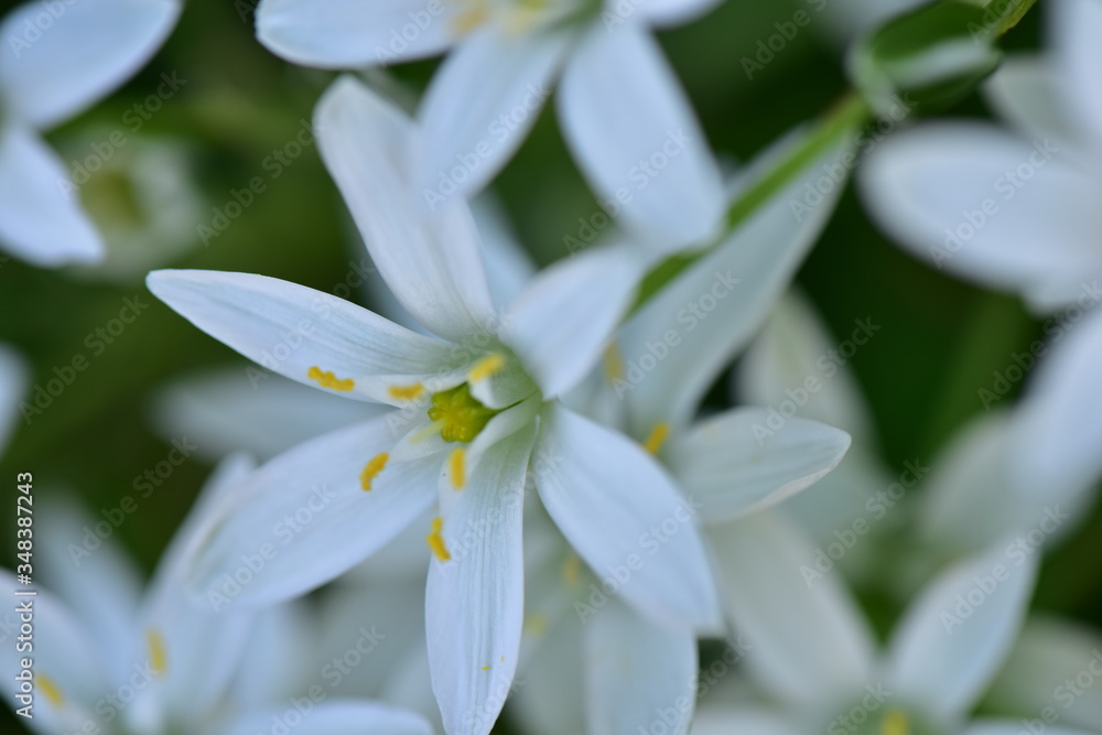 オーニソガラムの花