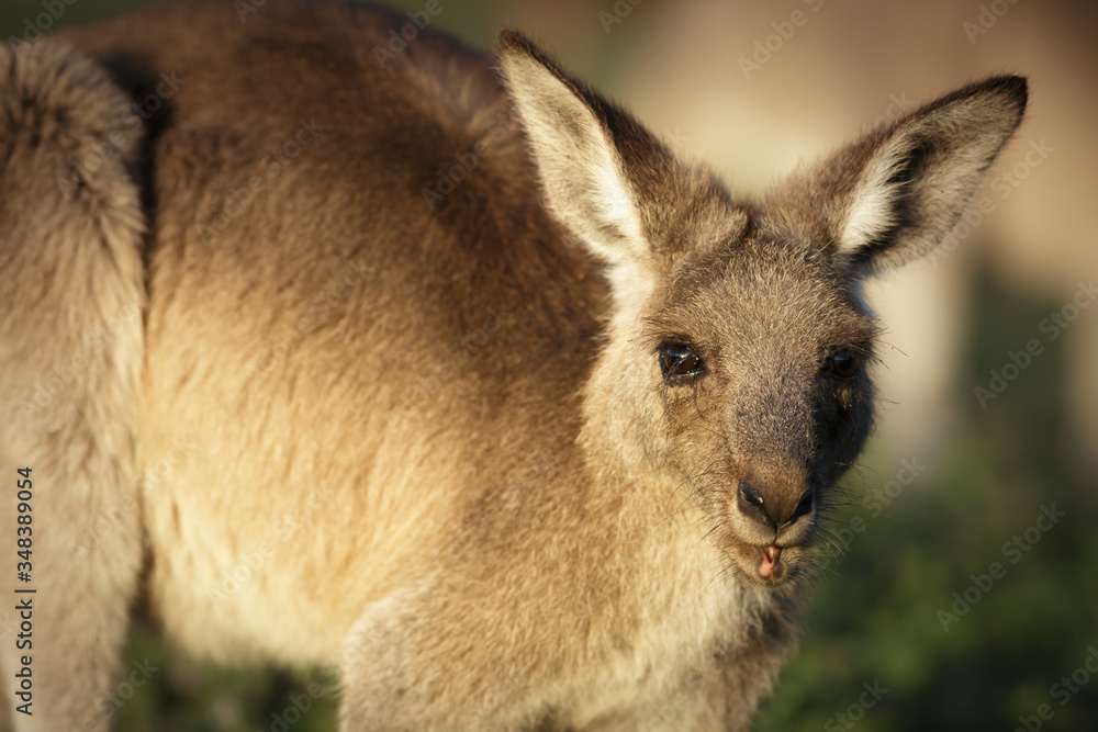 Eastern grey kangaroos at Coombabah Wetlands Eastern grey kangaroos at Coombabah Wetlands