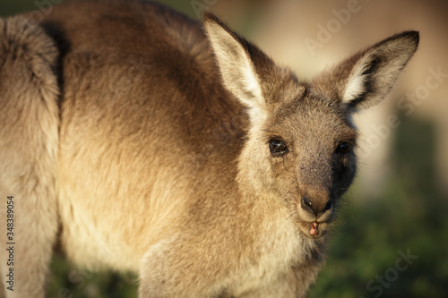 Eastern grey kangaroos at Coombabah Wetlands
