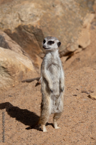 Meerkat standing sentinal at the zoo photo