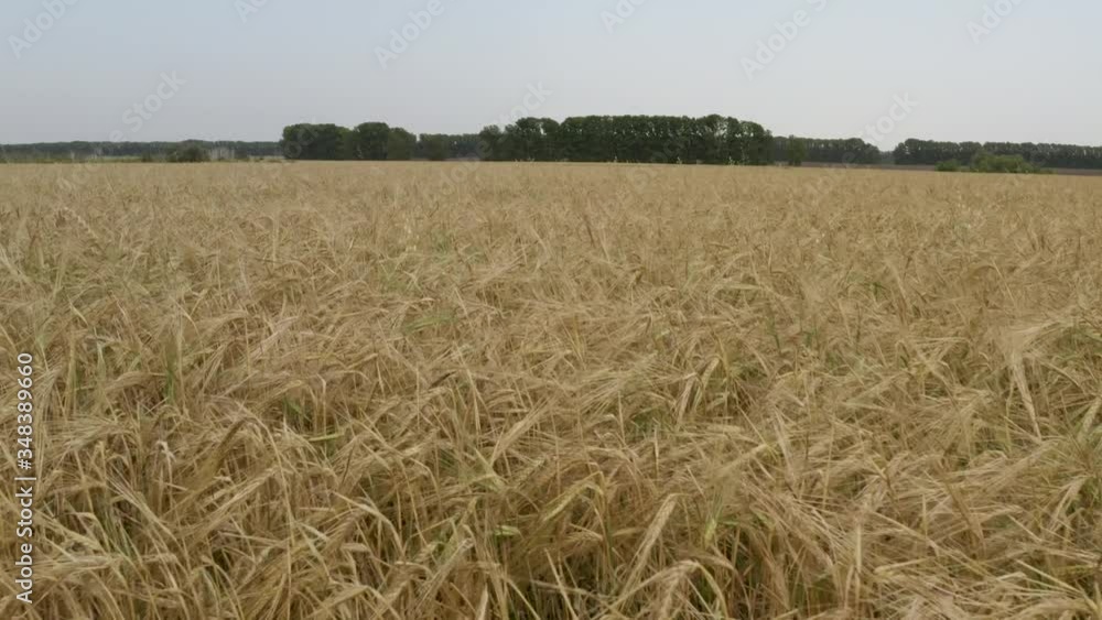 Wheat field. Golden ears of wheat. The wind swings the harvest of grain crops.