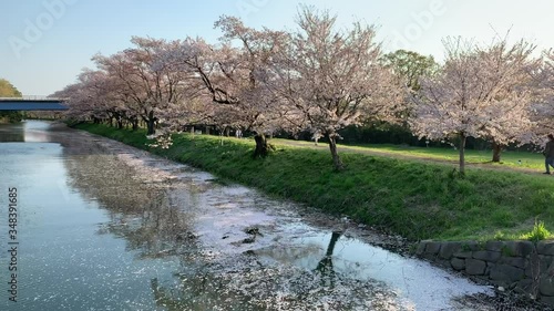 水面に映る川沿いの桜並木