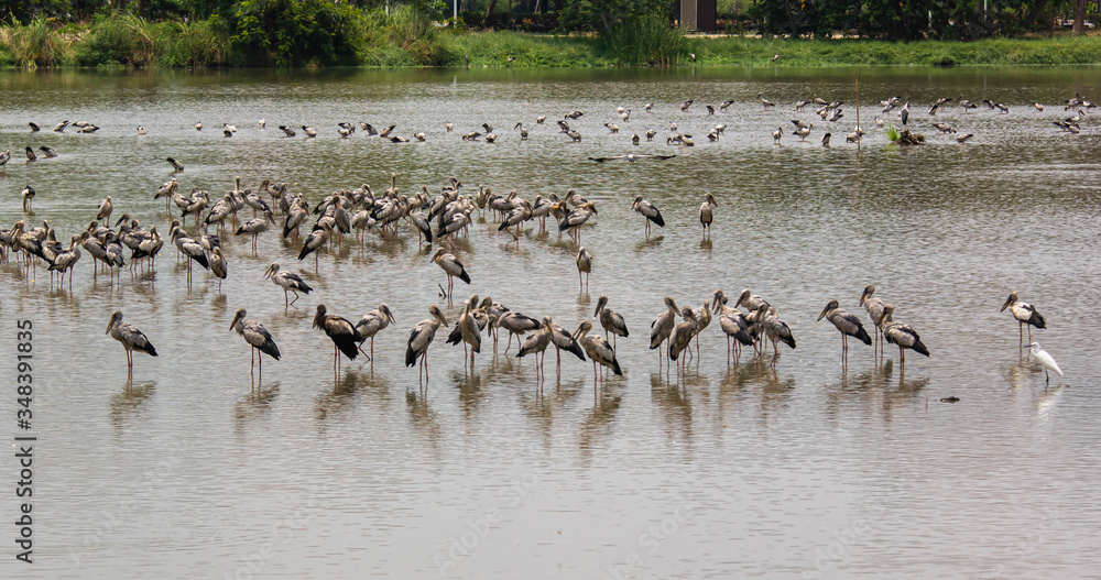 Asian openbill, Anastomus oscitans Asian openbill, Anastomus oscitans