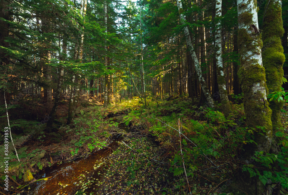 Obraz premium Sunlight peeks through trees in a coastal rainforest