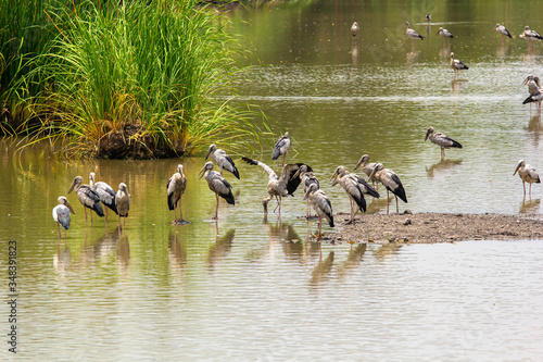 Asian openbill, Anastomus oscitans
