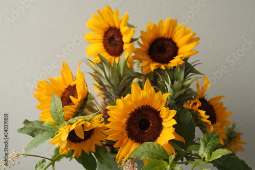 Wallpaper Mural ひまわり Torontodigital.ca