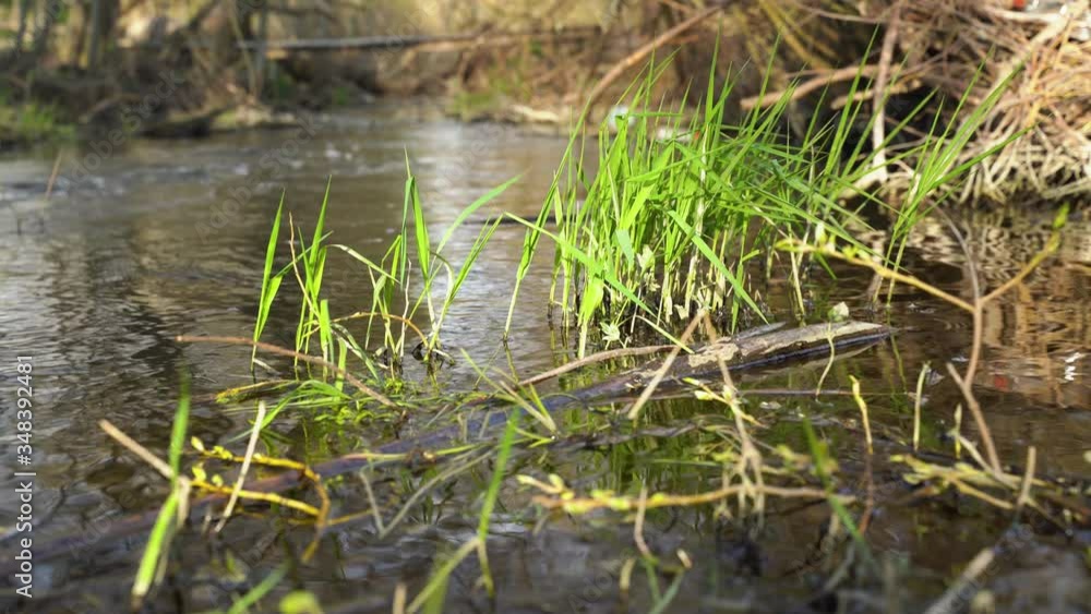 Green grass sways in the water near the shore of the river. Little grass swaying from a light breeze near a creek on a clear summer day. Green grass sways in the water near the shore of the river. Little grass swaying from a light breeze near a creek on a clear summer day.