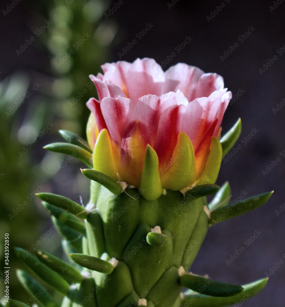 pink cactus flower pink cactus flower