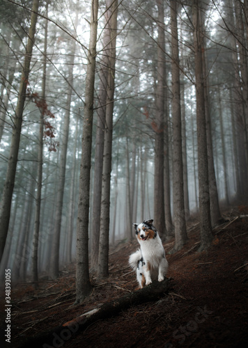 dog in a foggy forest. Pet on the nature. red Marble Australian Shepherd. Mystical 