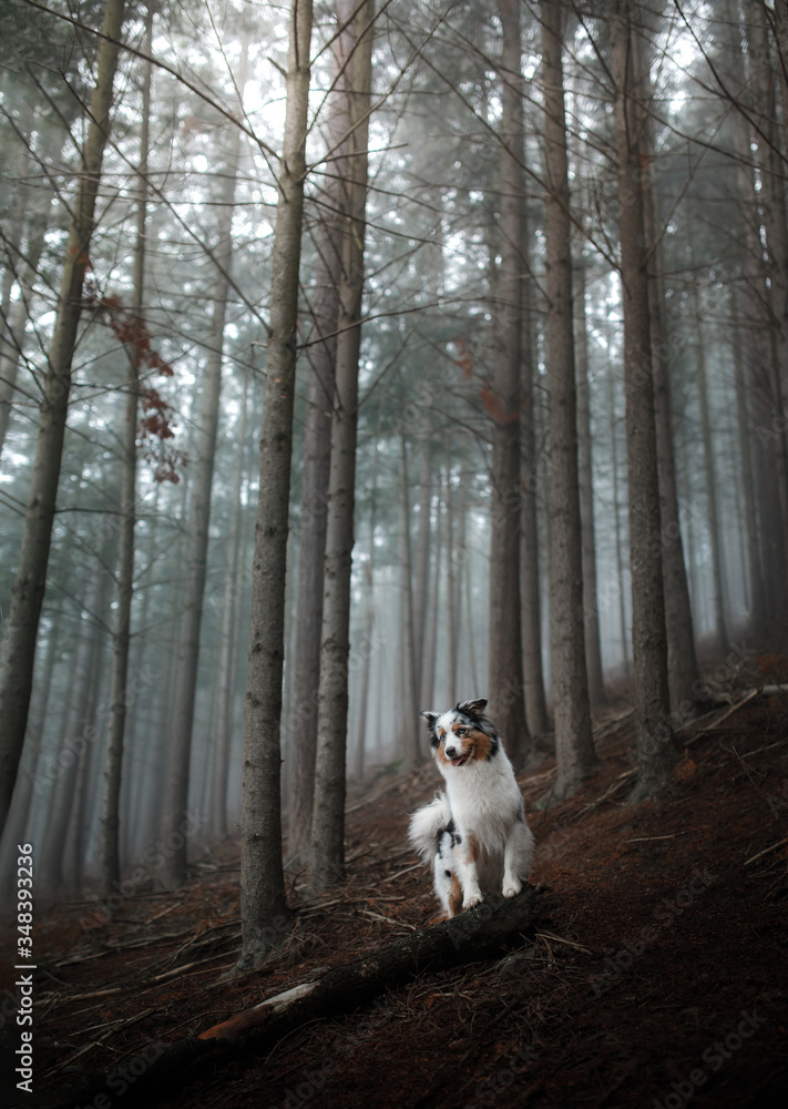 dog in a foggy forest. Pet on the nature. red Marble Australian Shepherd. Mystical dog in a foggy forest. Pet on the nature. red Marble Australian Shepherd. Mystical
