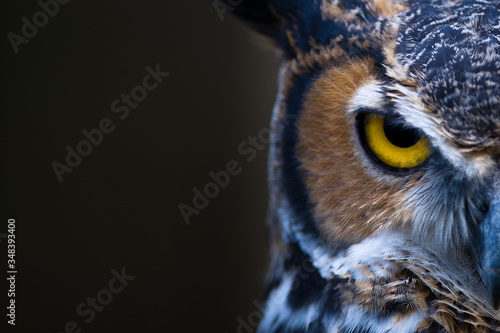 Great Horned Owl watching