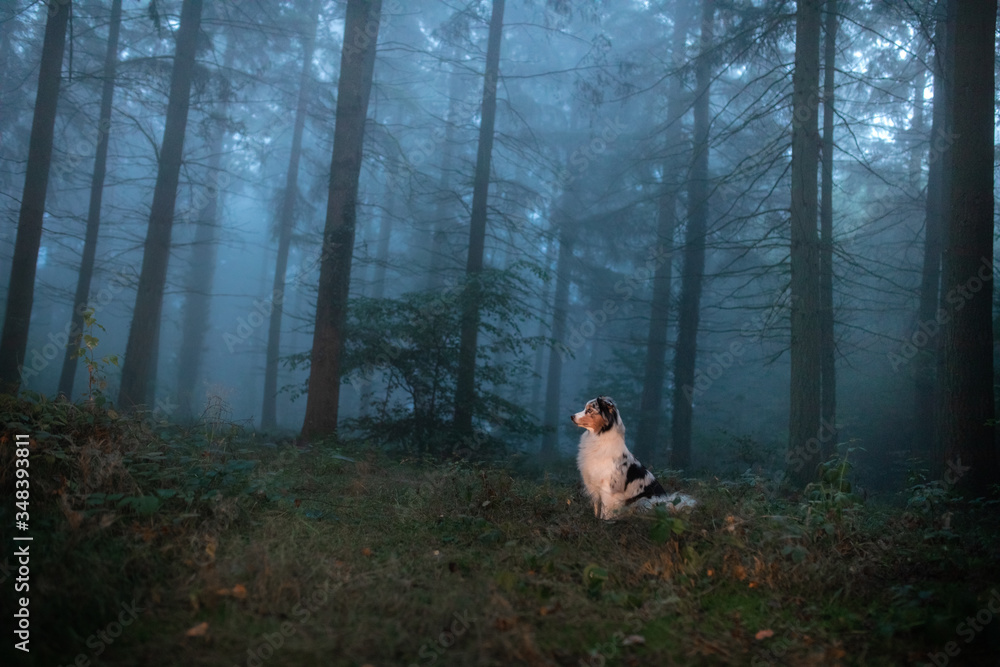 dog in a foggy forest. Pet on the nature. red Marble Australian Shepherd. Mystical dog in a foggy forest. Pet on the nature. red Marble Australian Shepherd. Mystical
