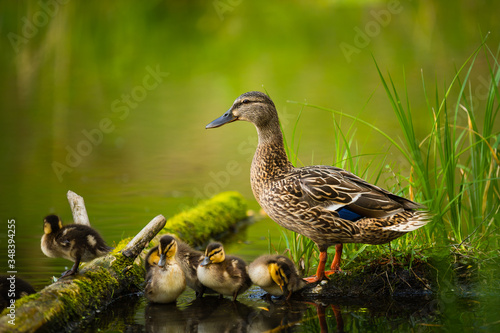 Mallard Duck, wild duck shooting outdoors © pazyuk